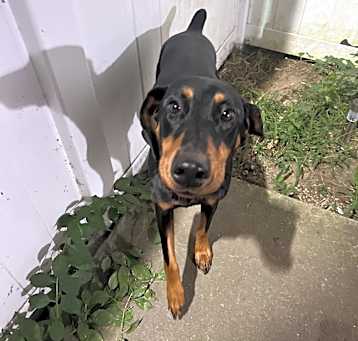 Photo of Tootsie Roll