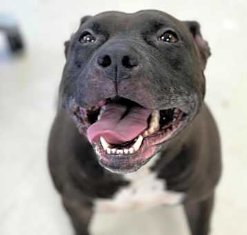 Photo of Remy