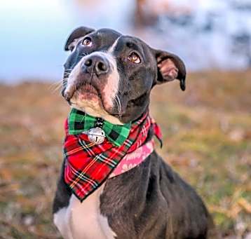 Photo of Bonnie