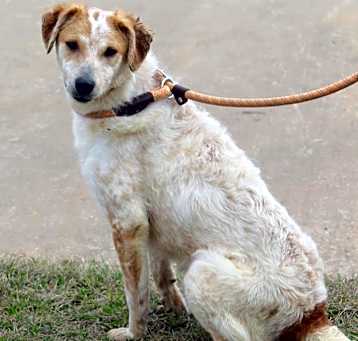 Photo of Grizzly
