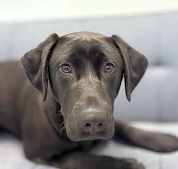 Photo of Pecan