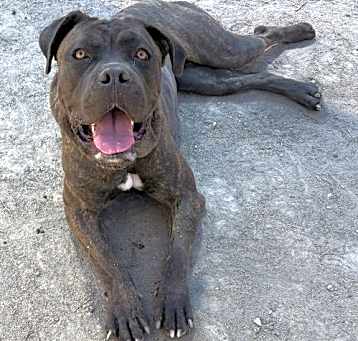 Photo of 2502-0637 Misty