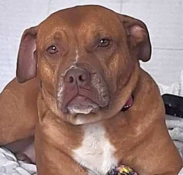 Photo of Paisley