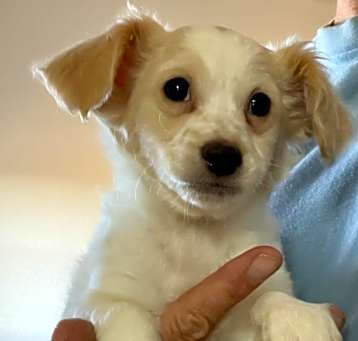 Photo of Chester