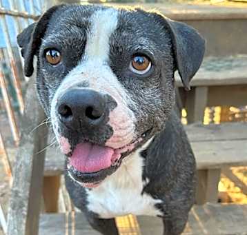 Photo of Buddy