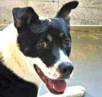 Photo of Baby (CP) Adopt Me!