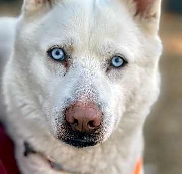 Photo of Cosmo