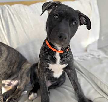Photo of Snickers