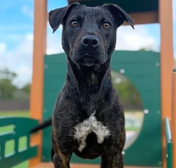 Photo of Brody
