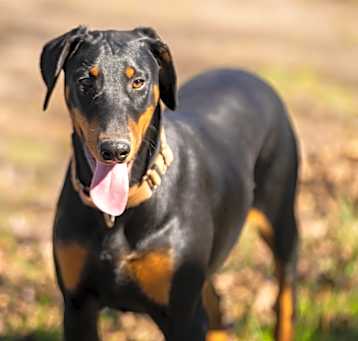 Photo of Dandelion
