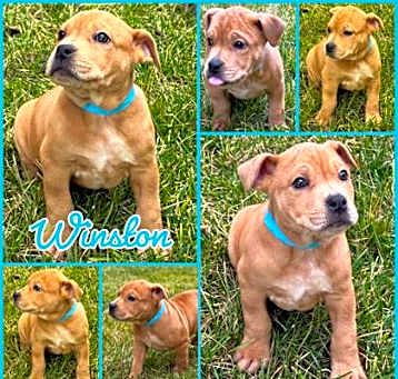 Photo of Winston