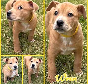 Photo of Wren