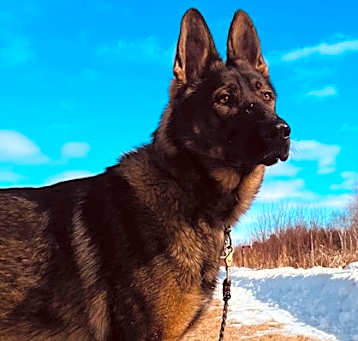 Photo of Blue *in foster*