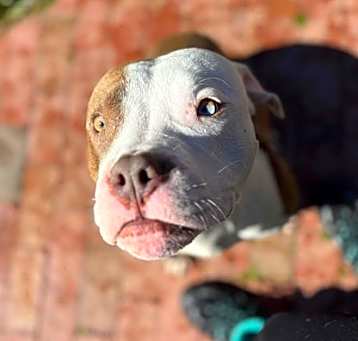 Photo of 25-0129 Bea