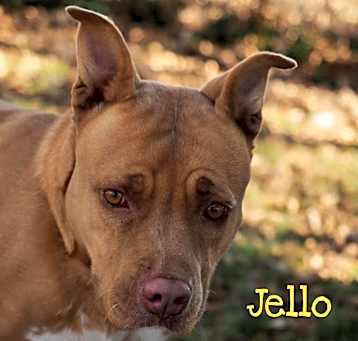 Photo of Jello