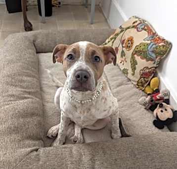 Photo of Luna (NY-Shari) *Rochester NY*