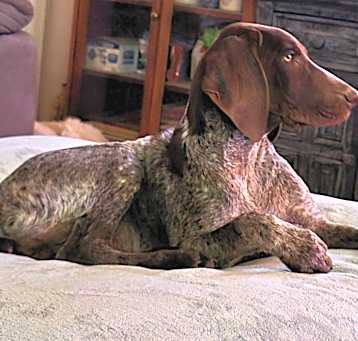 Photo of Brawny