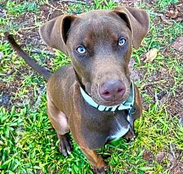 Photo of Baby Charlie - Beautiful puppy!