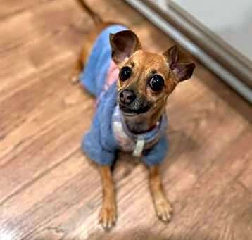 Photo of Gingersnap
