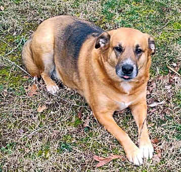 Photo of Bolt *COURTESY LISTING*