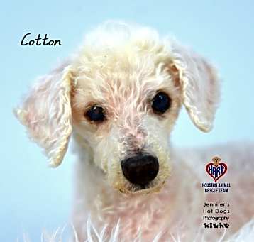 Photo of Cotton