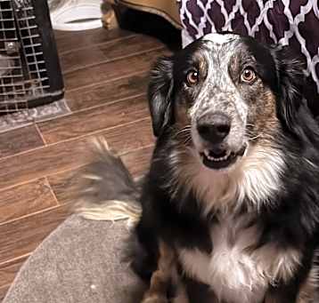 Photo of Koda