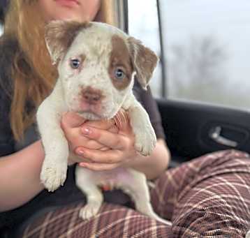 Photo of Nova