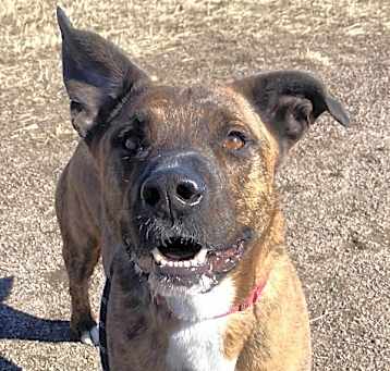 Photo of Sampson