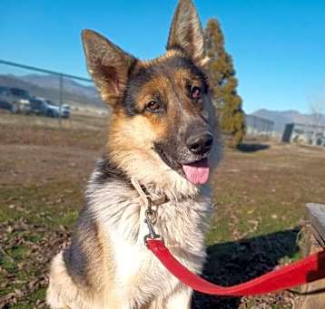 Photo of Bronco