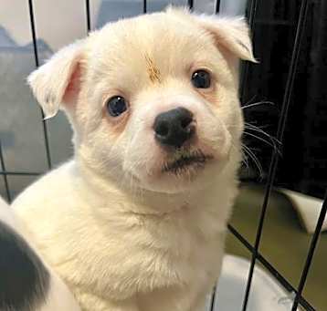 Photo of Kit - Madeline's pup