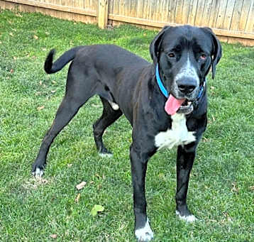 Photo of Dodger