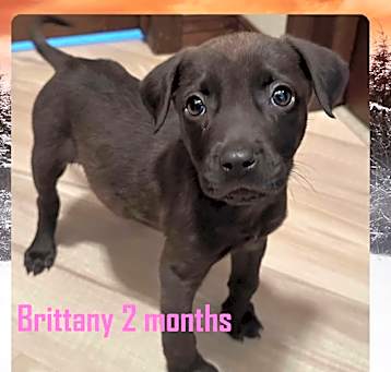 Photo of Brittany