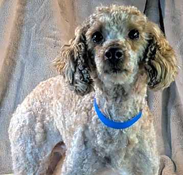 Photo of Rocko