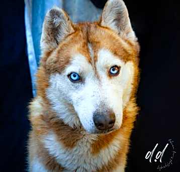 Photo of Bandit