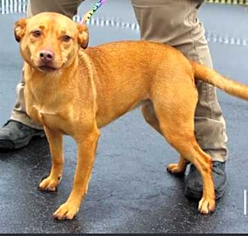Photo of Misty URGENTLY NEEDS HELP!