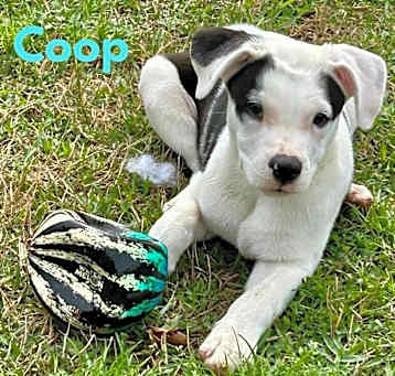 Photo of COOP