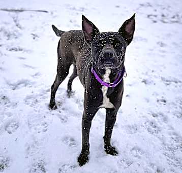 Photo of Gracie