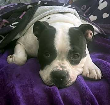 Photo of Hank