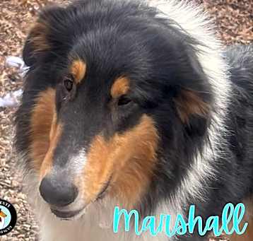 Photo of Marshall