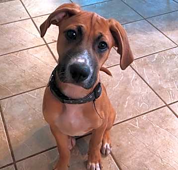 Photo of Brownie (Stacy’s Boxers 6)
