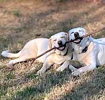 Photo of Jack & Jill - NEED HOME ASAP!!!