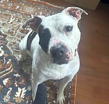 Photo of Yoyo