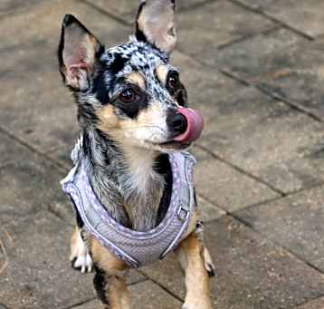 Photo of Savvy