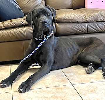 Photo of Gus  ADOPTION PENDING