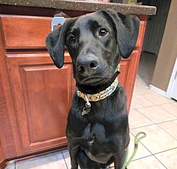 Photo of Loki