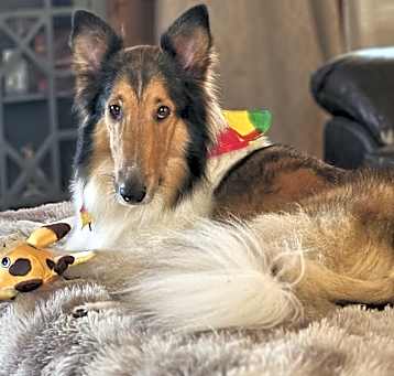 Photo of Beau