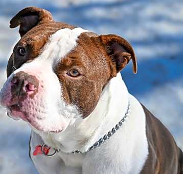 Photo of Gentry