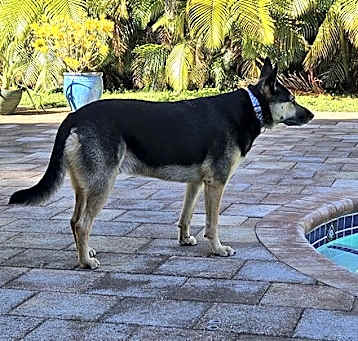 Photo of Shadow 2047