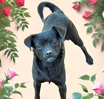 Photo of Roxy