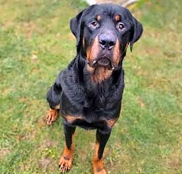 Photo of Mister